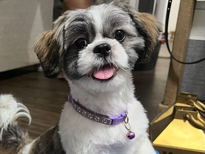 Cookie primary photo