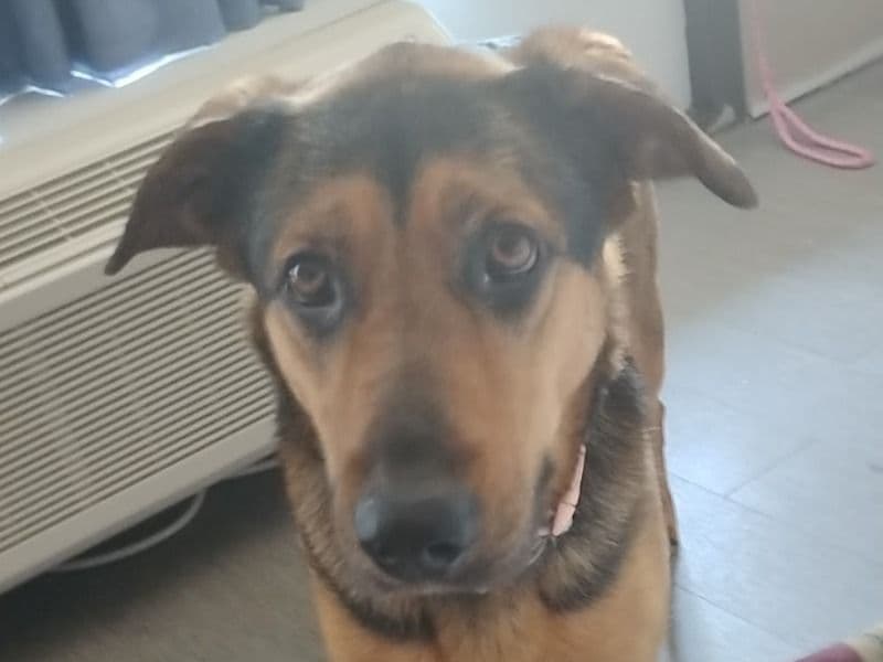 Roxie primary photo