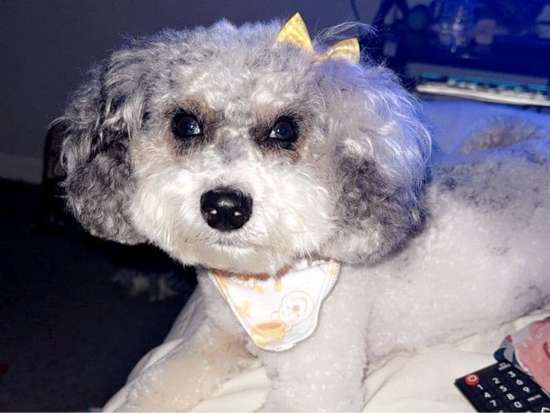 Mia primary photo