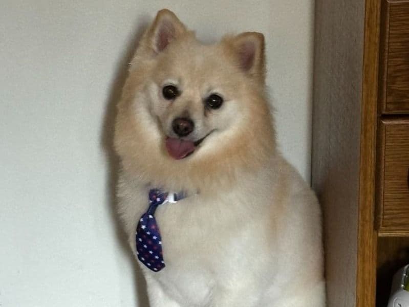 Kovu primary photo