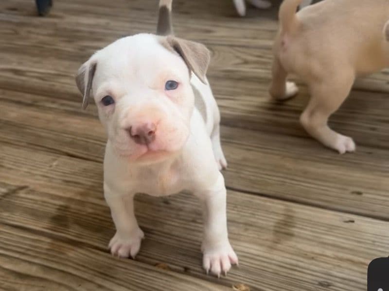 Pit Puppy primary photo