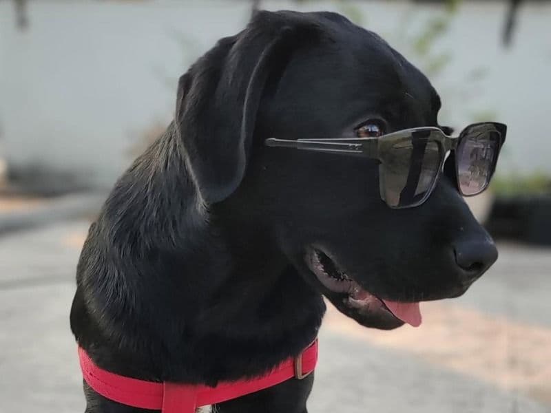 Milo primary photo