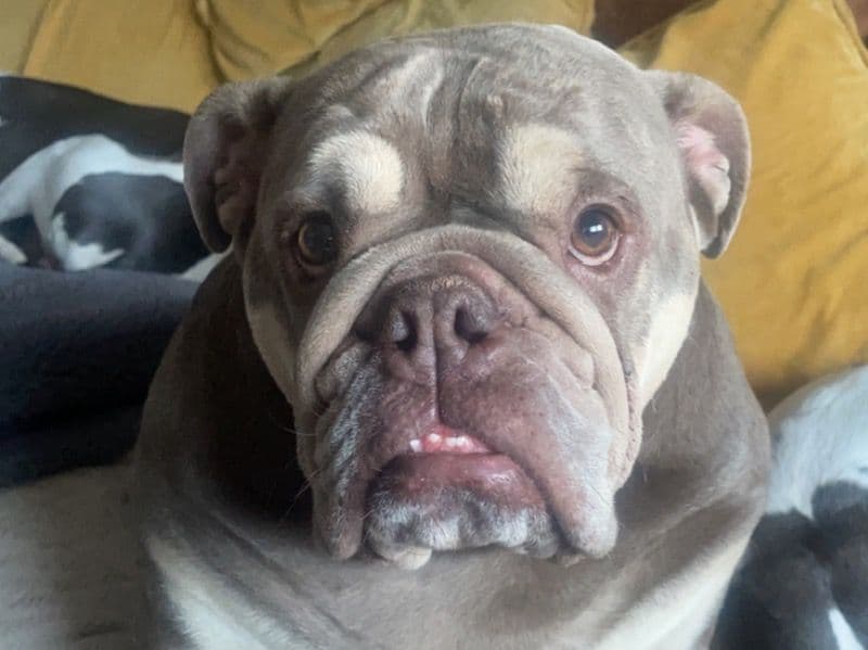 Delilah primary photo