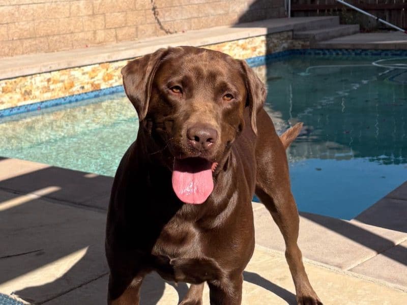 Koda primary photo