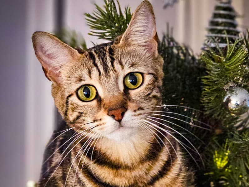Muki primary photo