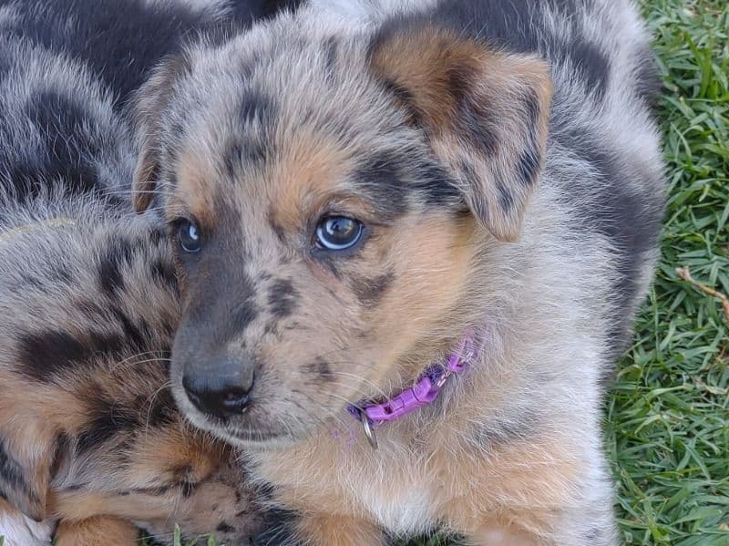 Puppy 1 primary photo