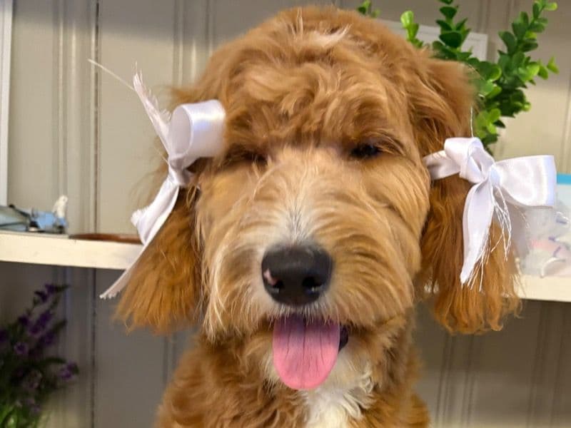 Bella primary photo