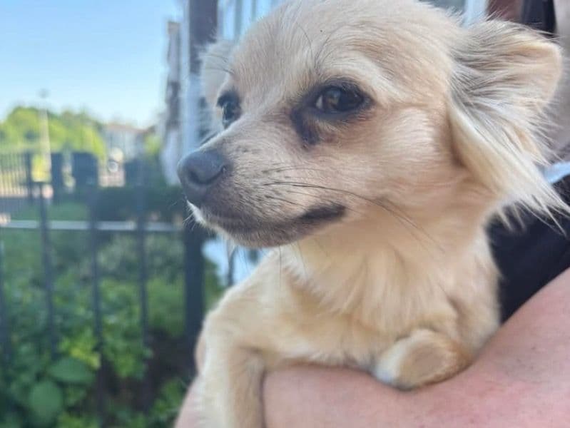 Dolly primary photo