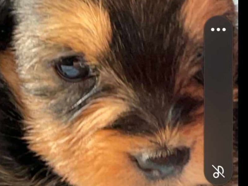 Yorkshire Terrier primary photo