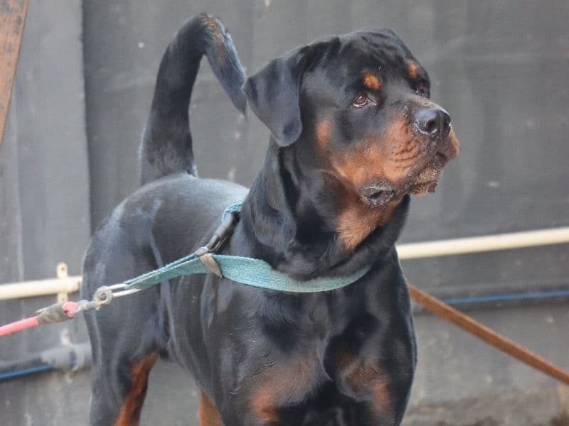 Rottweiler primary photo