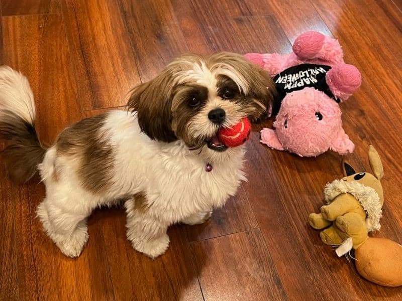 Mochi primary photo
