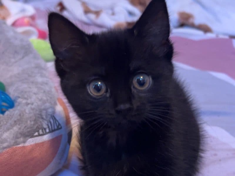 Toothless primary photo