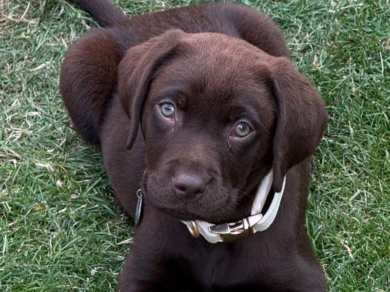 Harley primary photo