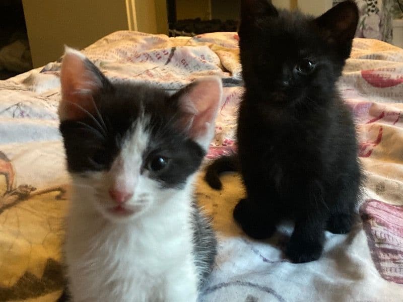 Kitten primary photo