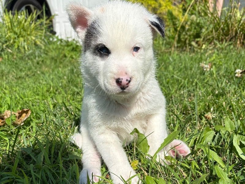 Puppy A primary photo