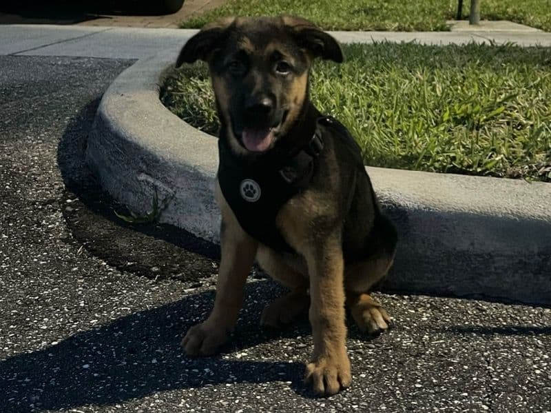 Coco primary photo