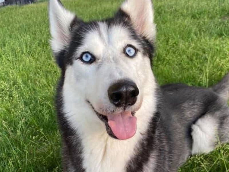 Balto primary photo