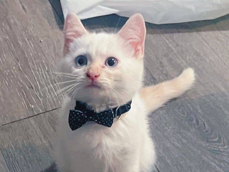 Leo primary photo
