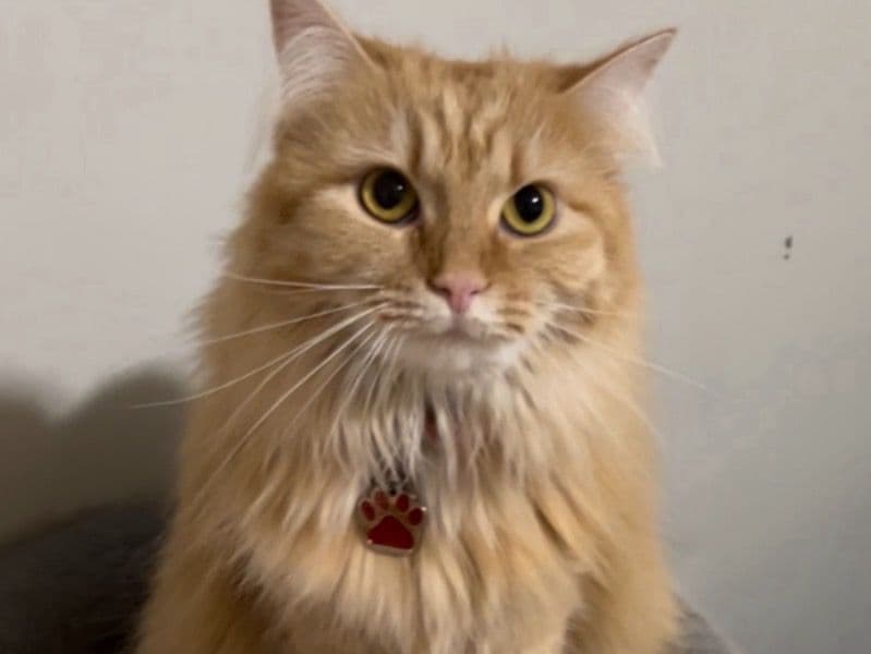 Nala primary photo