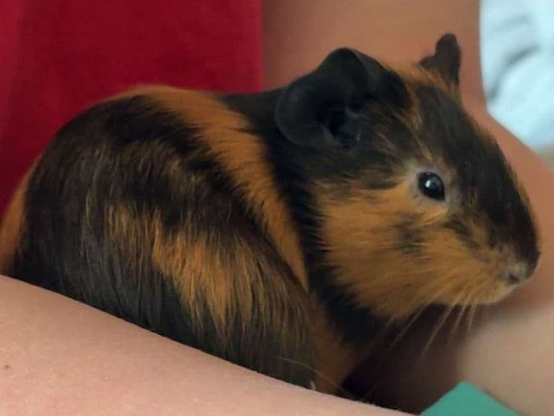 Reese's primary photo