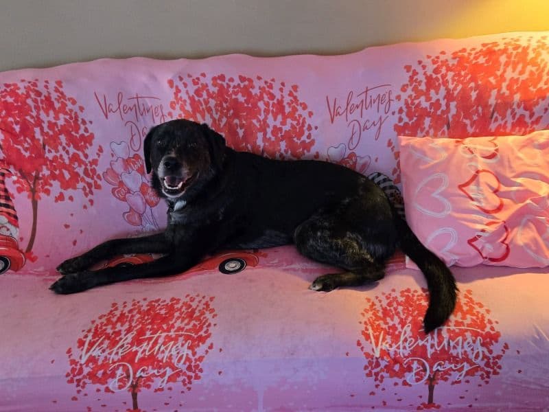 Champ primary photo
