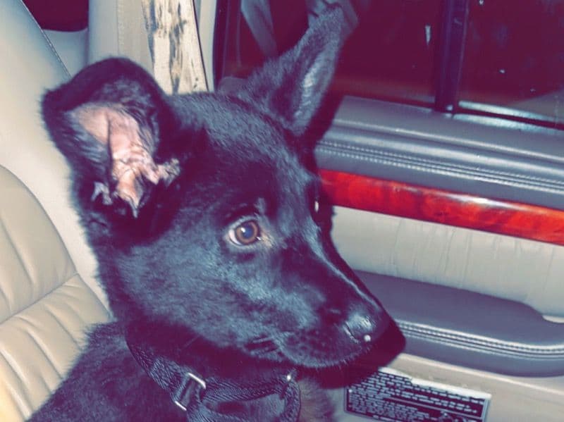Zeus primary photo