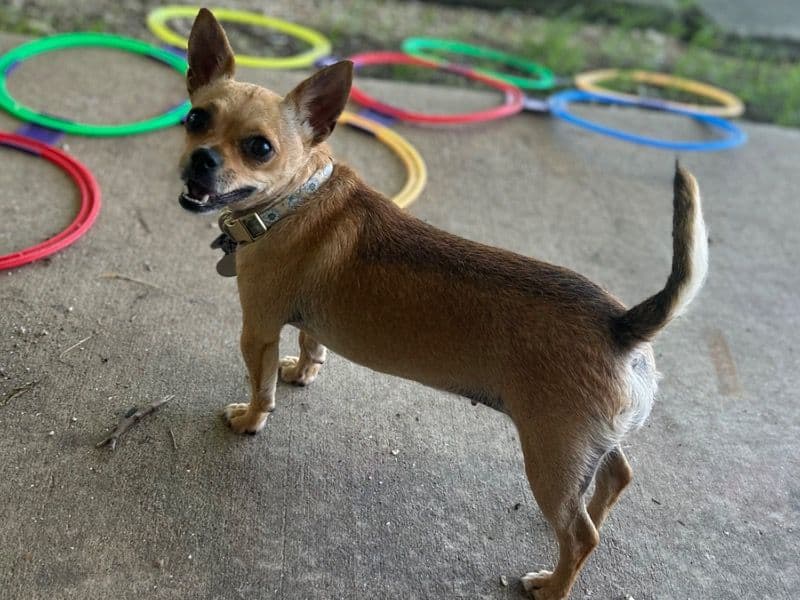 Coco primary photo