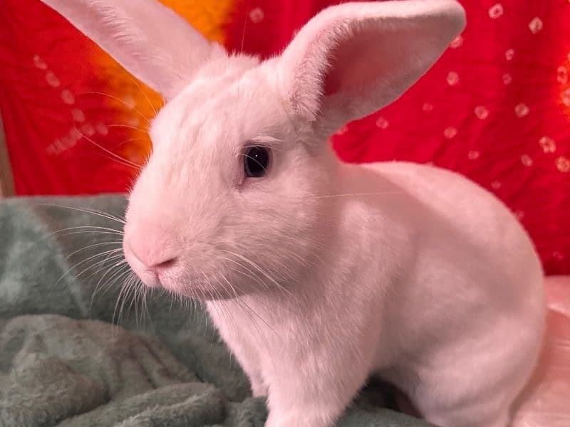 Mr. Bunny primary photo