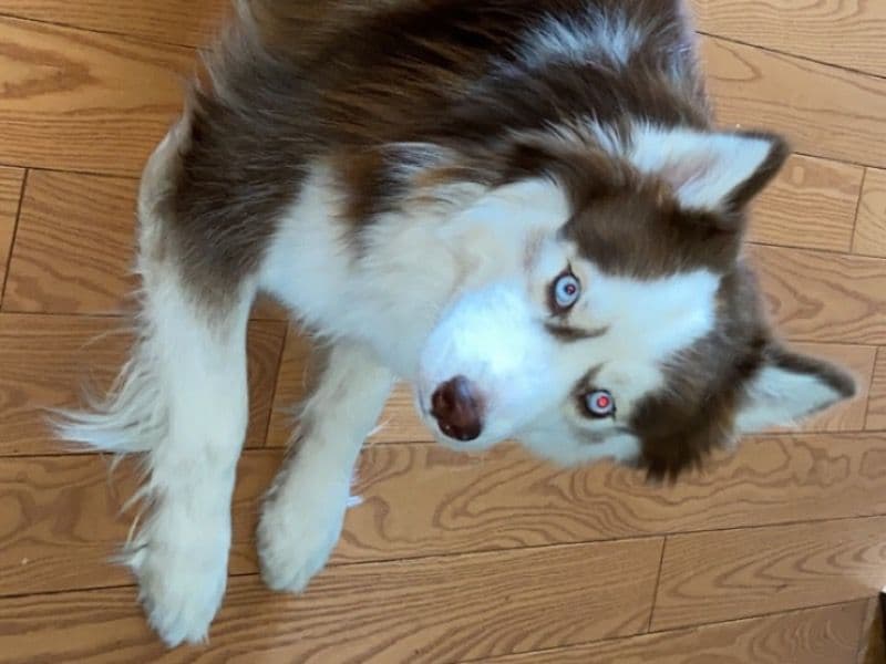Milo primary photo