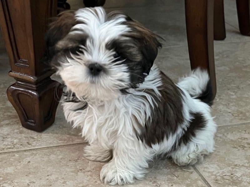 Georgie Girl primary photo