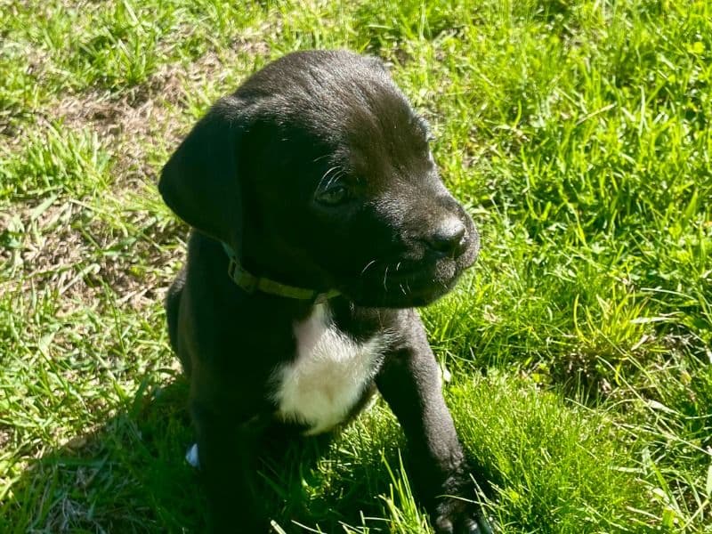 Tux primary photo