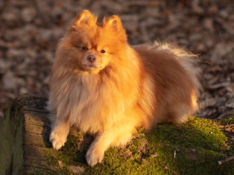 Mochi primary photo