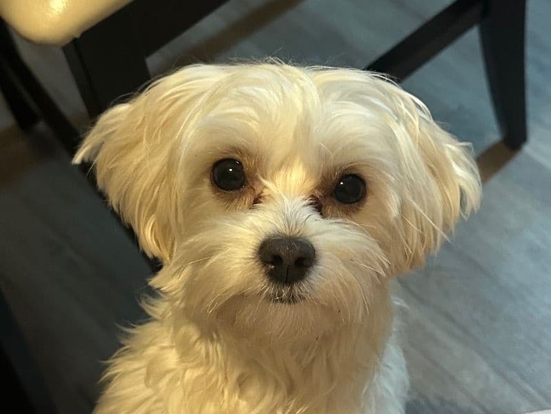 Leo primary photo