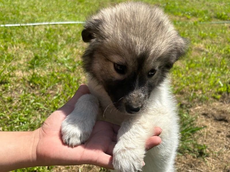 Puppies primary photo