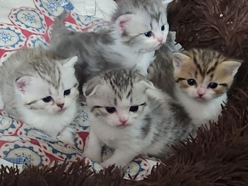 Scottish Fold And Straight primary photo