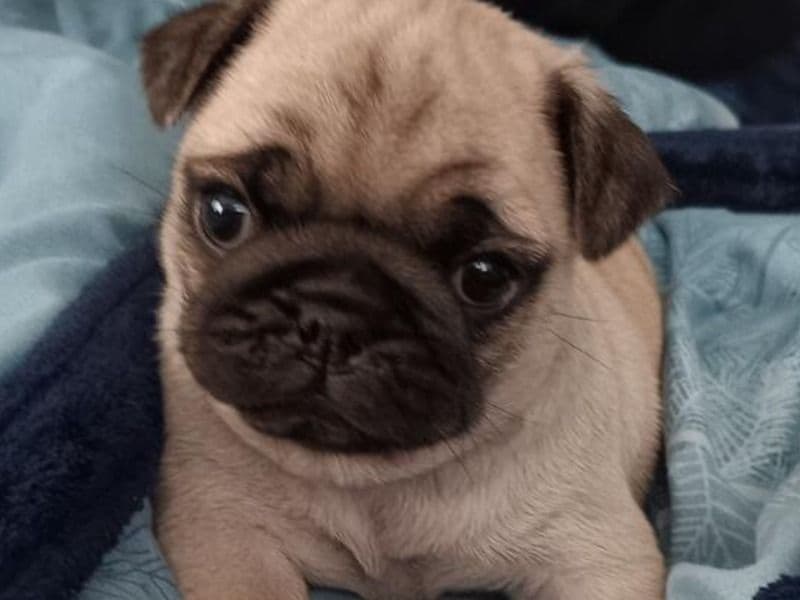 Teddy primary photo