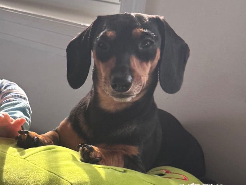 Daisy primary photo