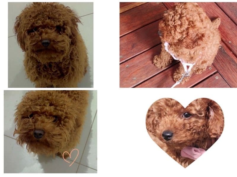 Lola primary photo
