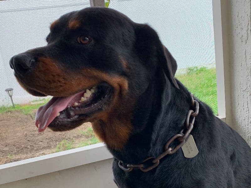 Rottweiler primary photo