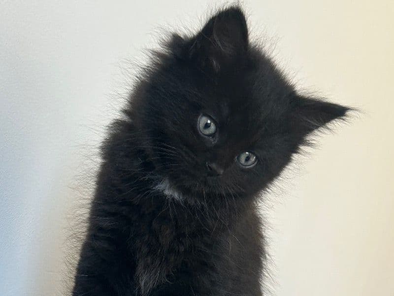 Kittens For Sale primary photo