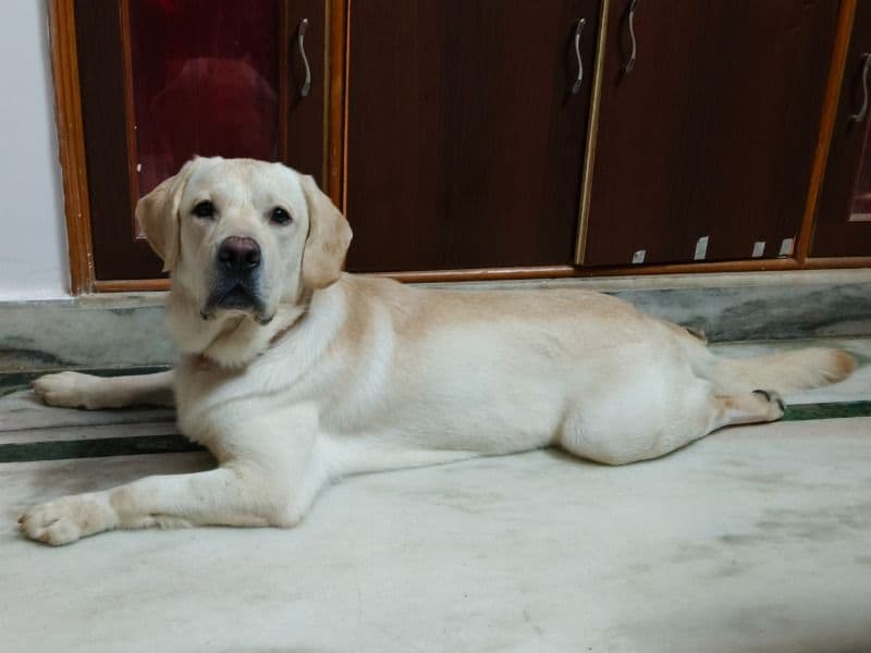 Leo primary photo