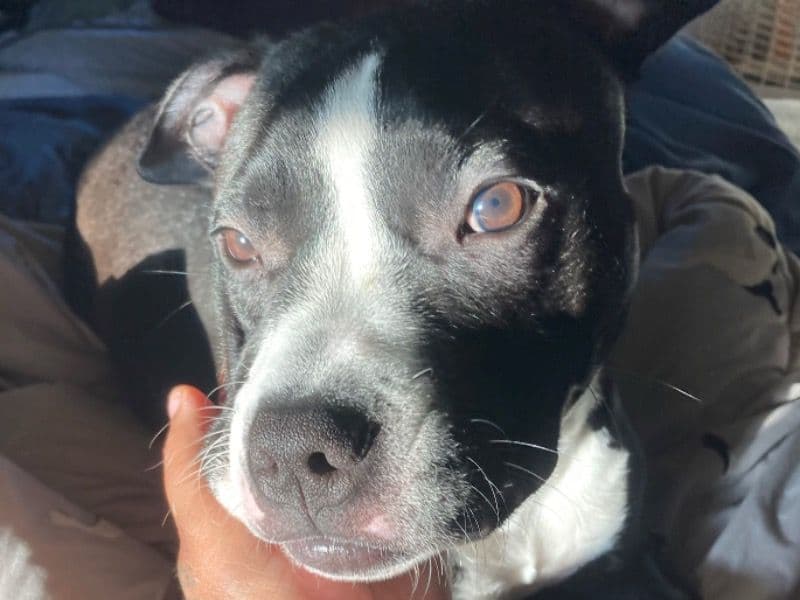 Luna primary photo