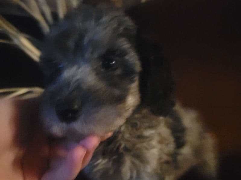 Max primary photo