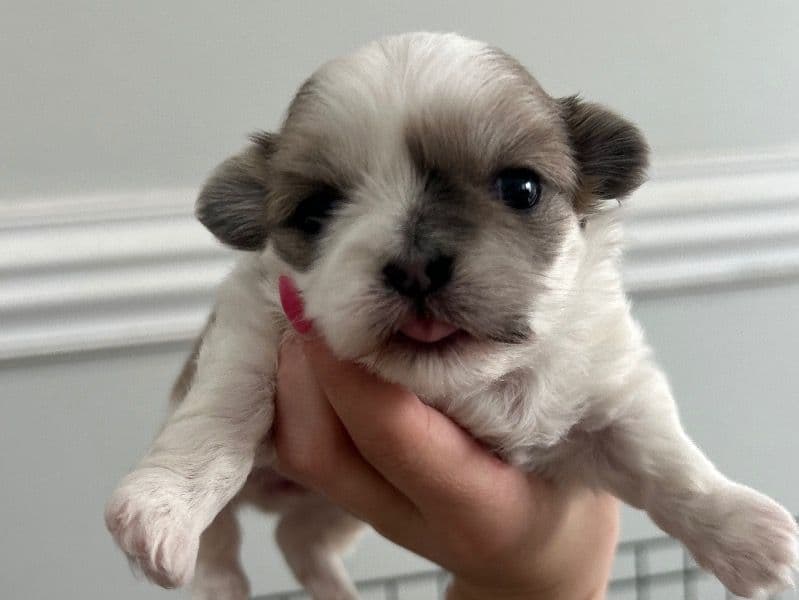Shorkie Puppy primary photo