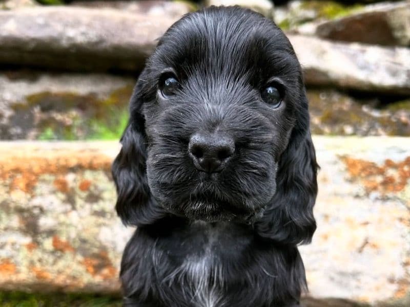 Luna primary photo