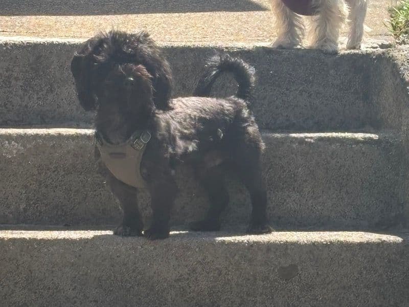 Bear primary photo