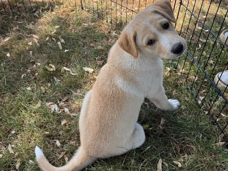 Labsky Female primary photo