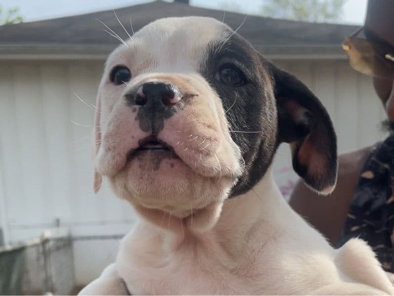 Petey primary photo