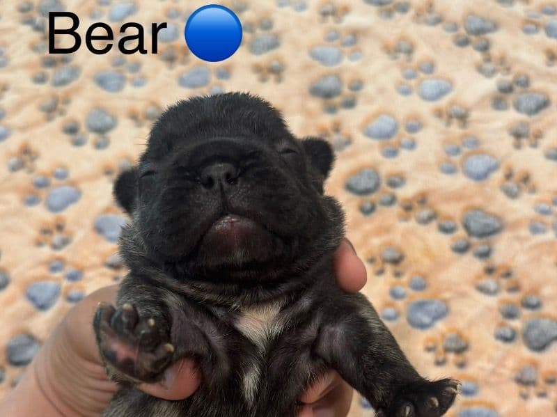 Bear primary photo