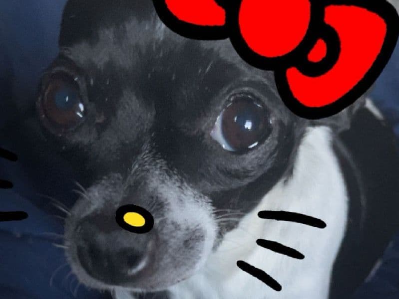 Coco primary photo